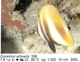 Coradion altivelis